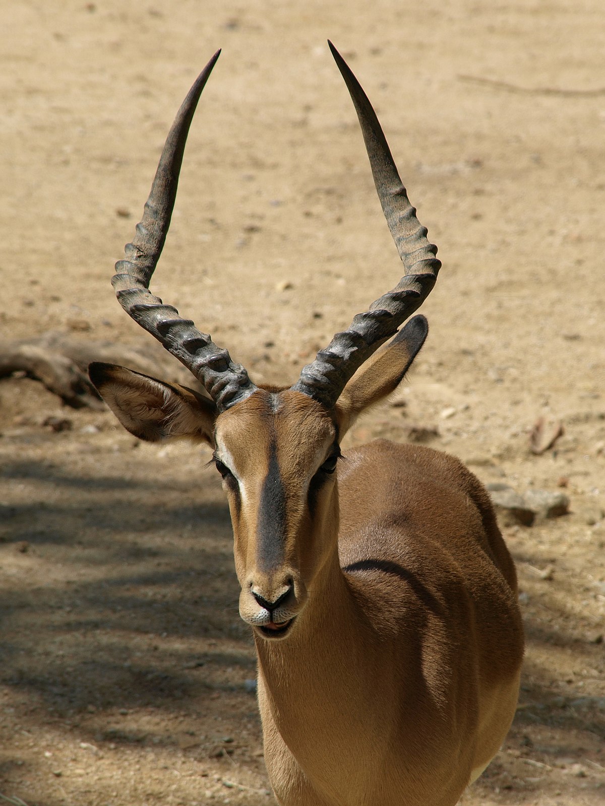 Bovidae