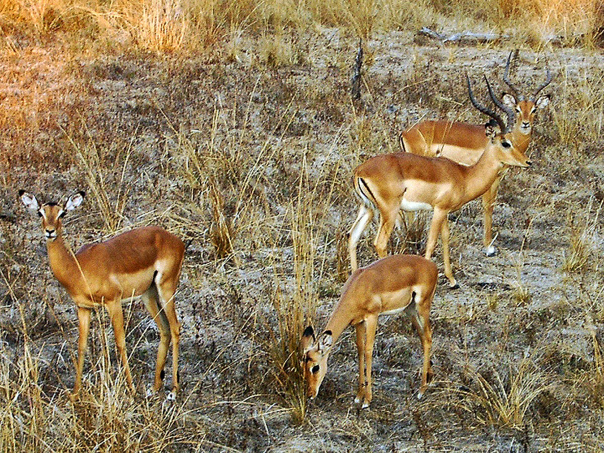 Impalas