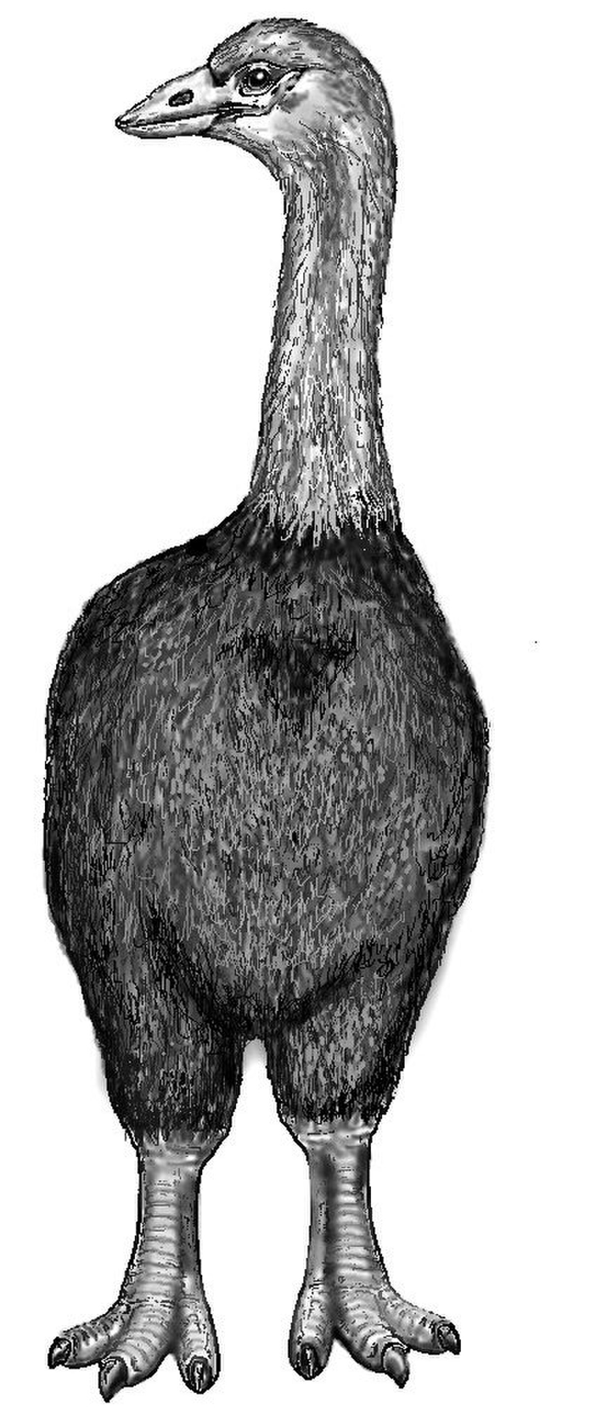 Æpyornis