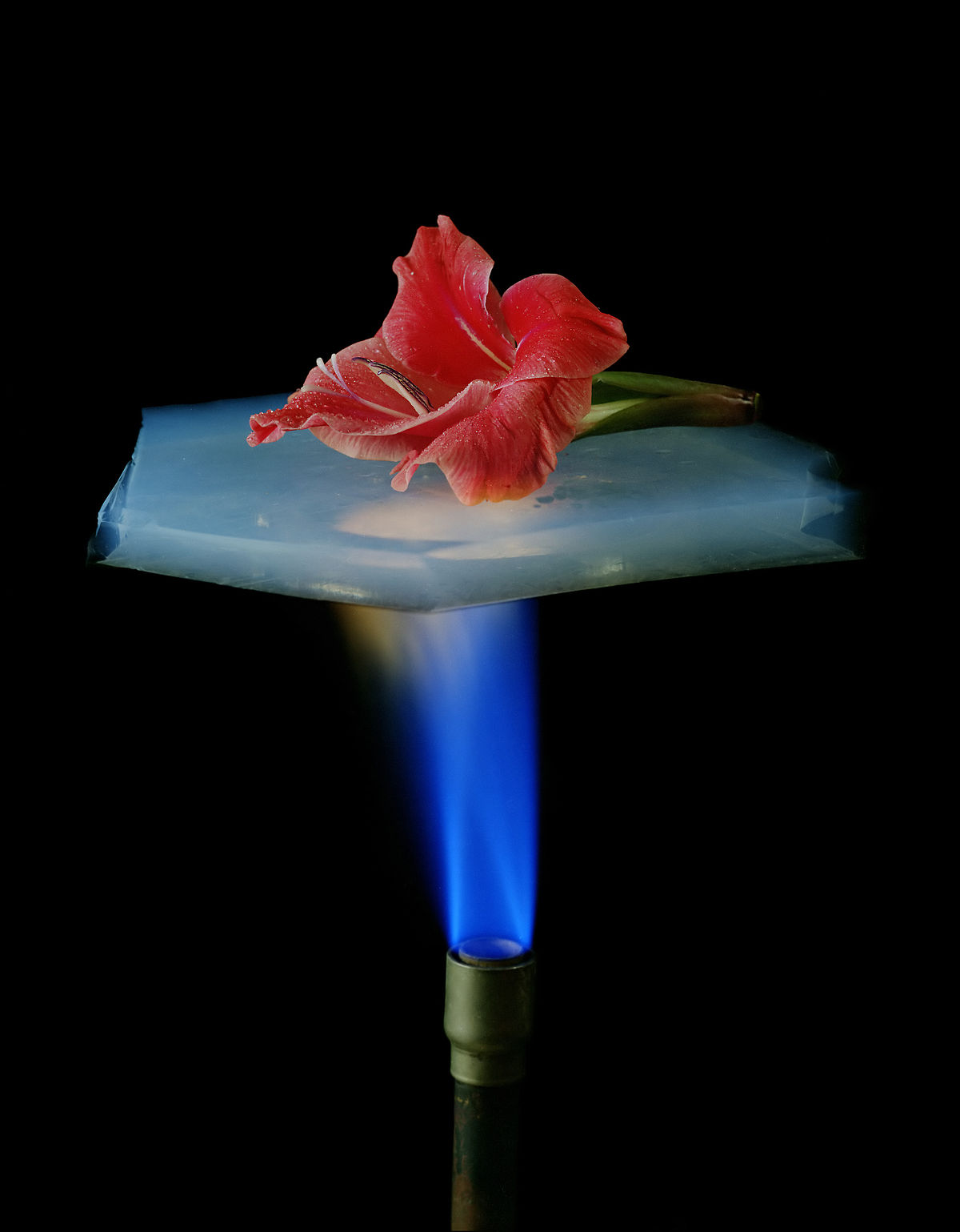 Aerogelflower filtered.jpg