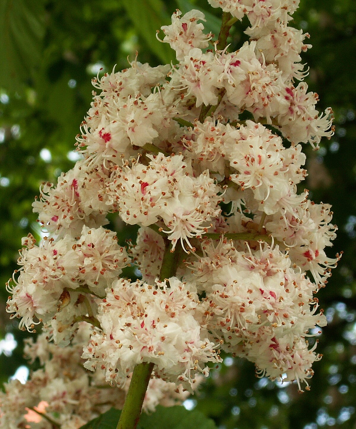 Fleurs doubles du Baumannii