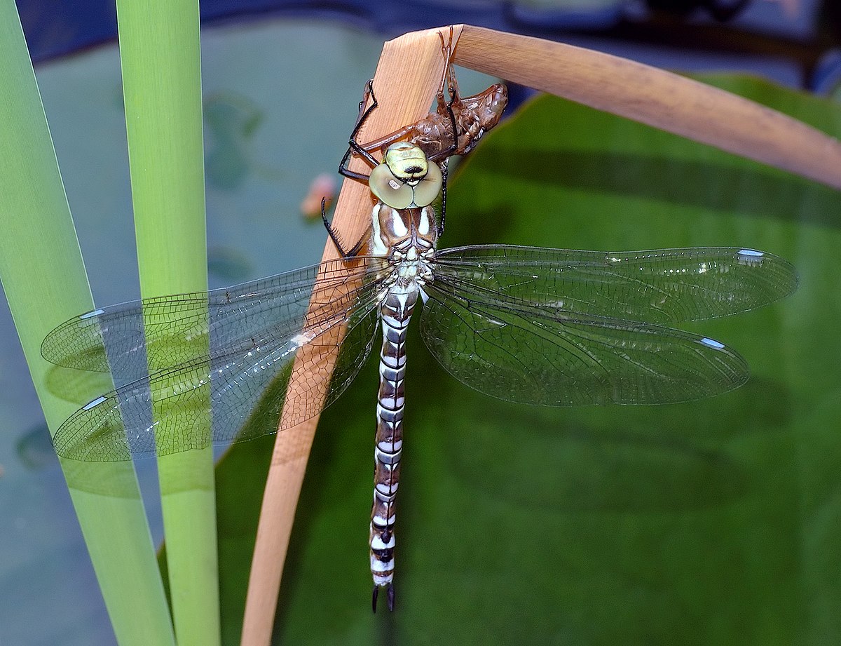 Aeshnidae