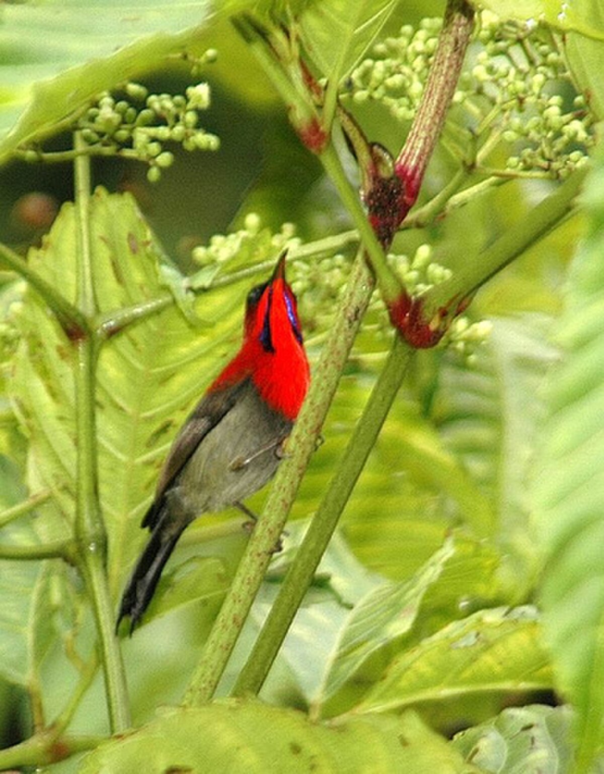 Aethopyga