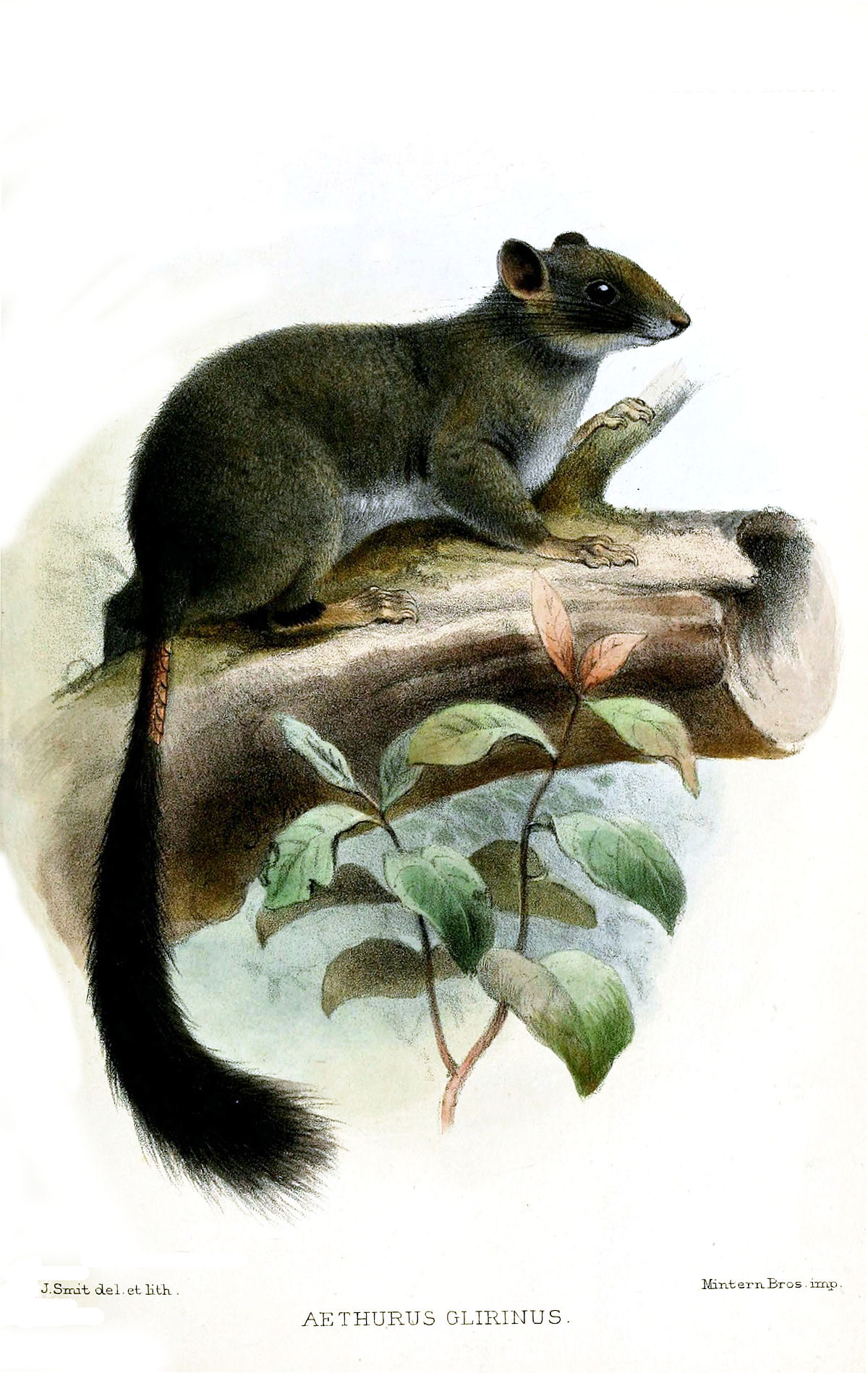 Anomaluridae