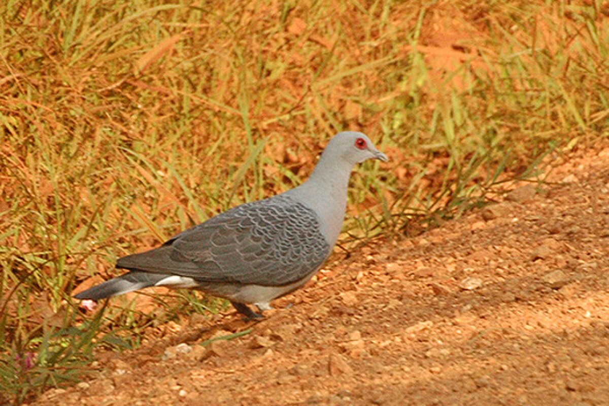 Pigeon gris