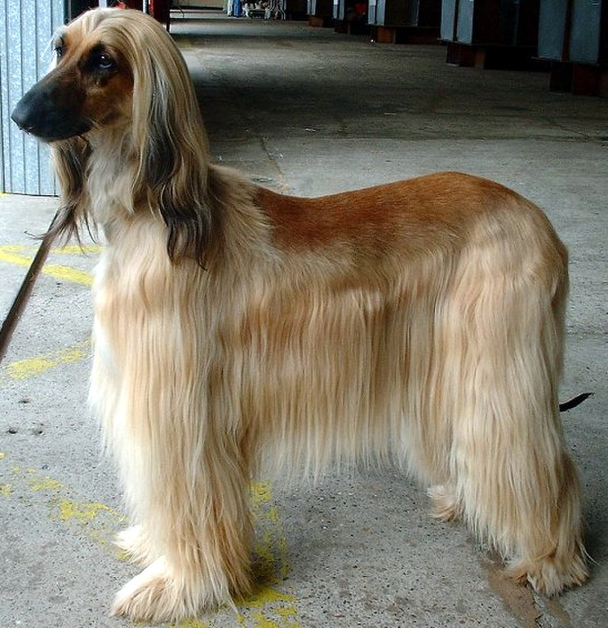 Afghan-Hound.jpg