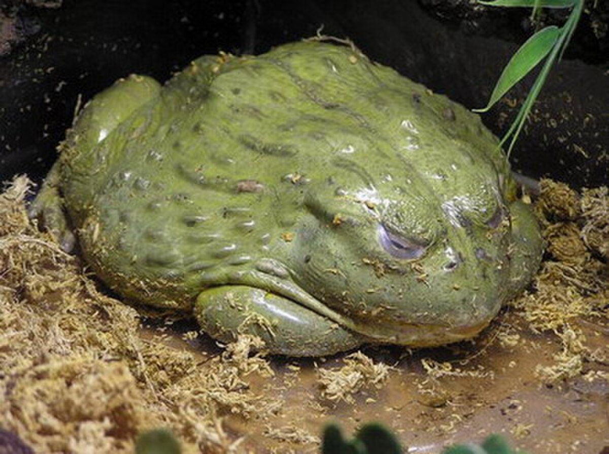 Pyxicephalus