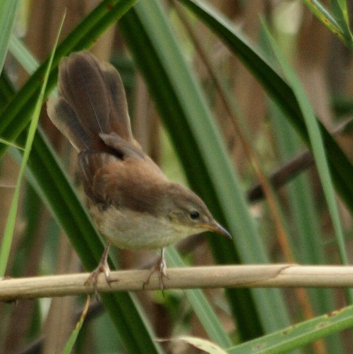 Bradypterus