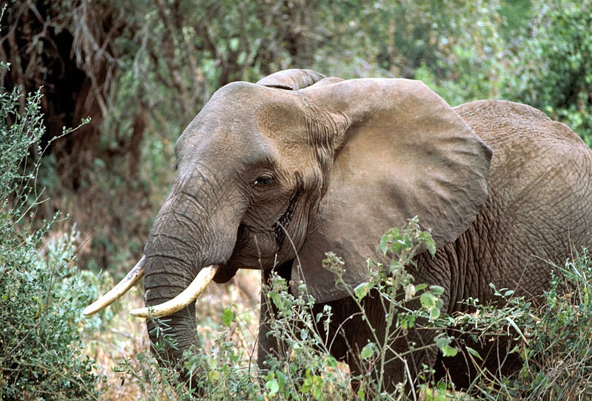 Dent animale