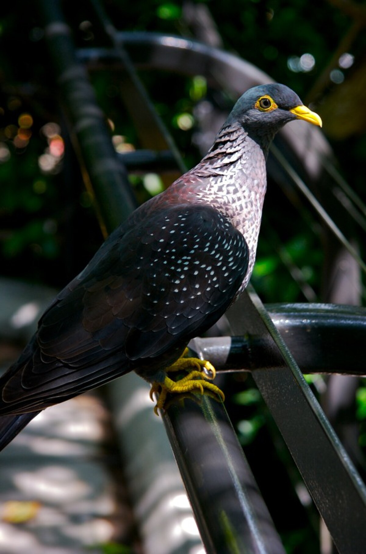 Pigeon rameron