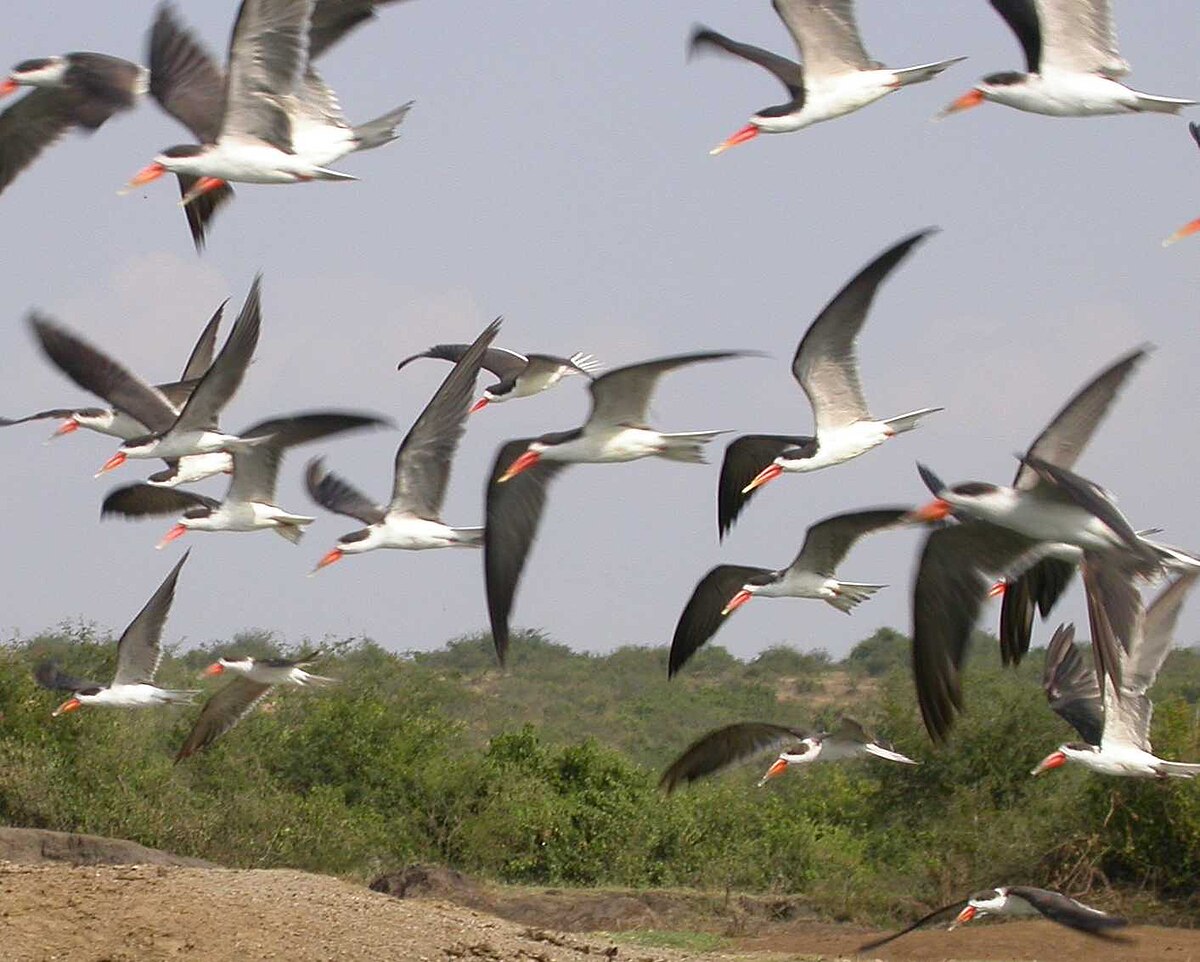 African Skimmers.jpg