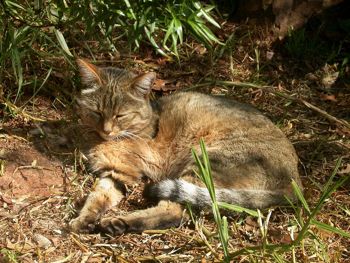 Felis silvestris lybica