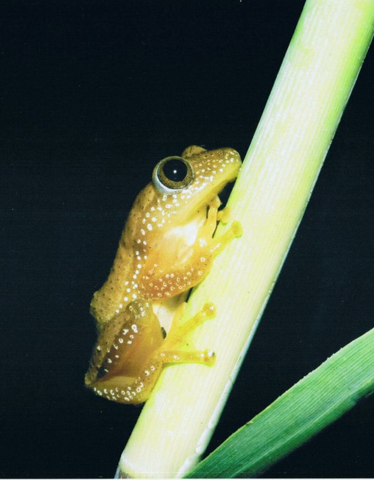 Afrixalus fornasini