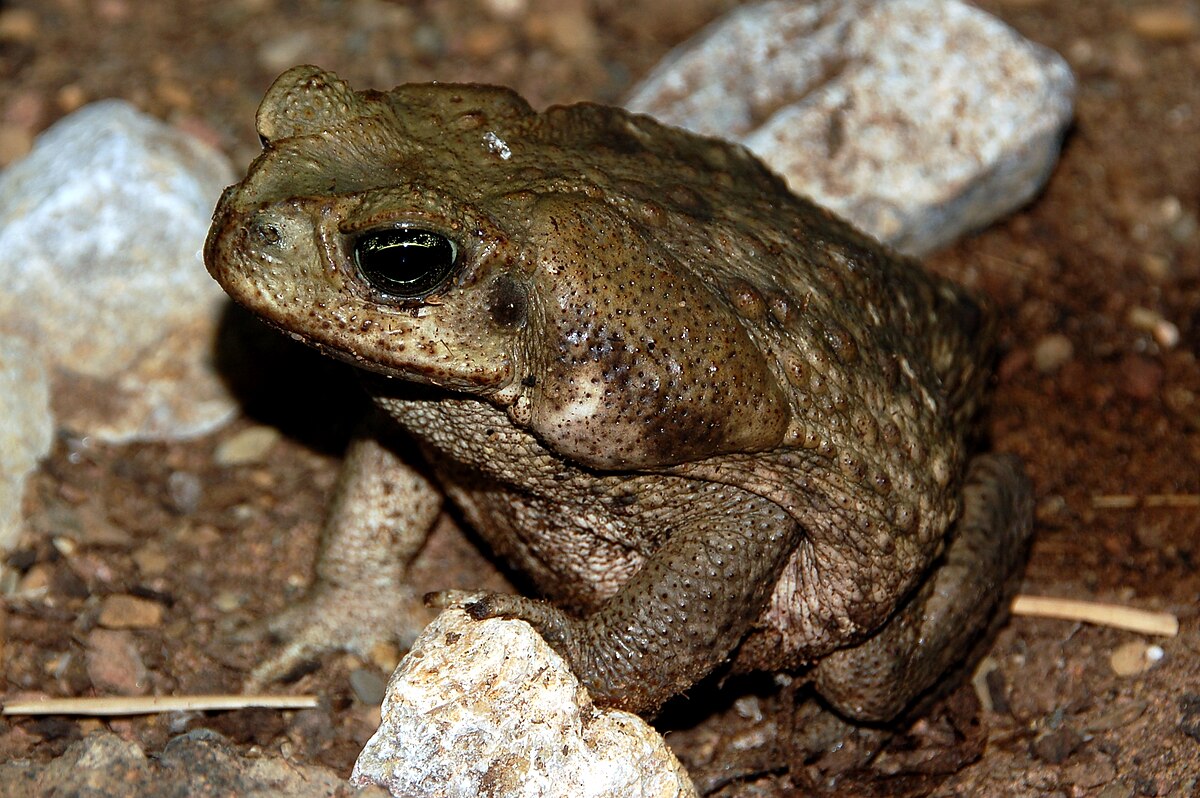 Rhinella marina