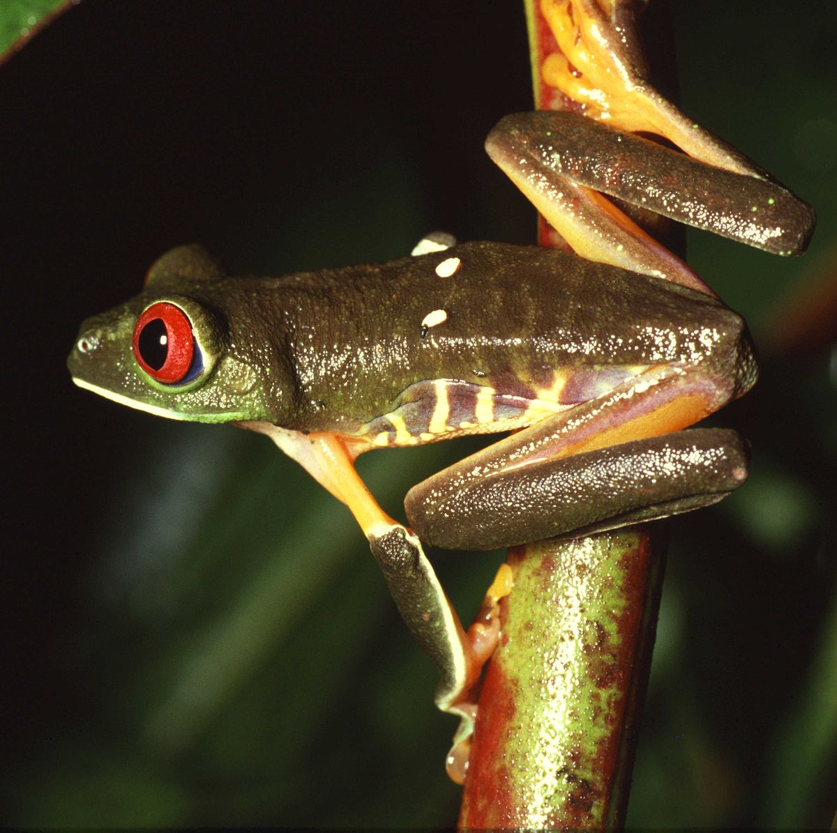 Grenouille aux yeux rouges