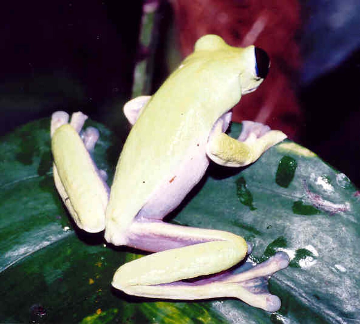 Agalychnis spurrelli