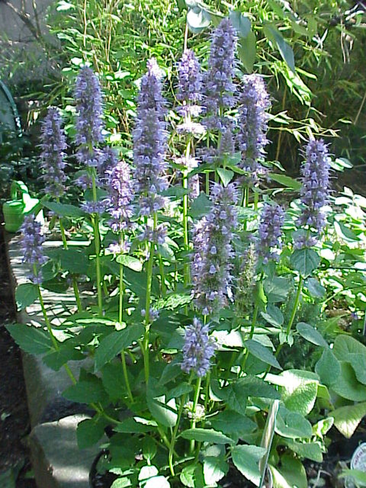 Agastache foeniculum