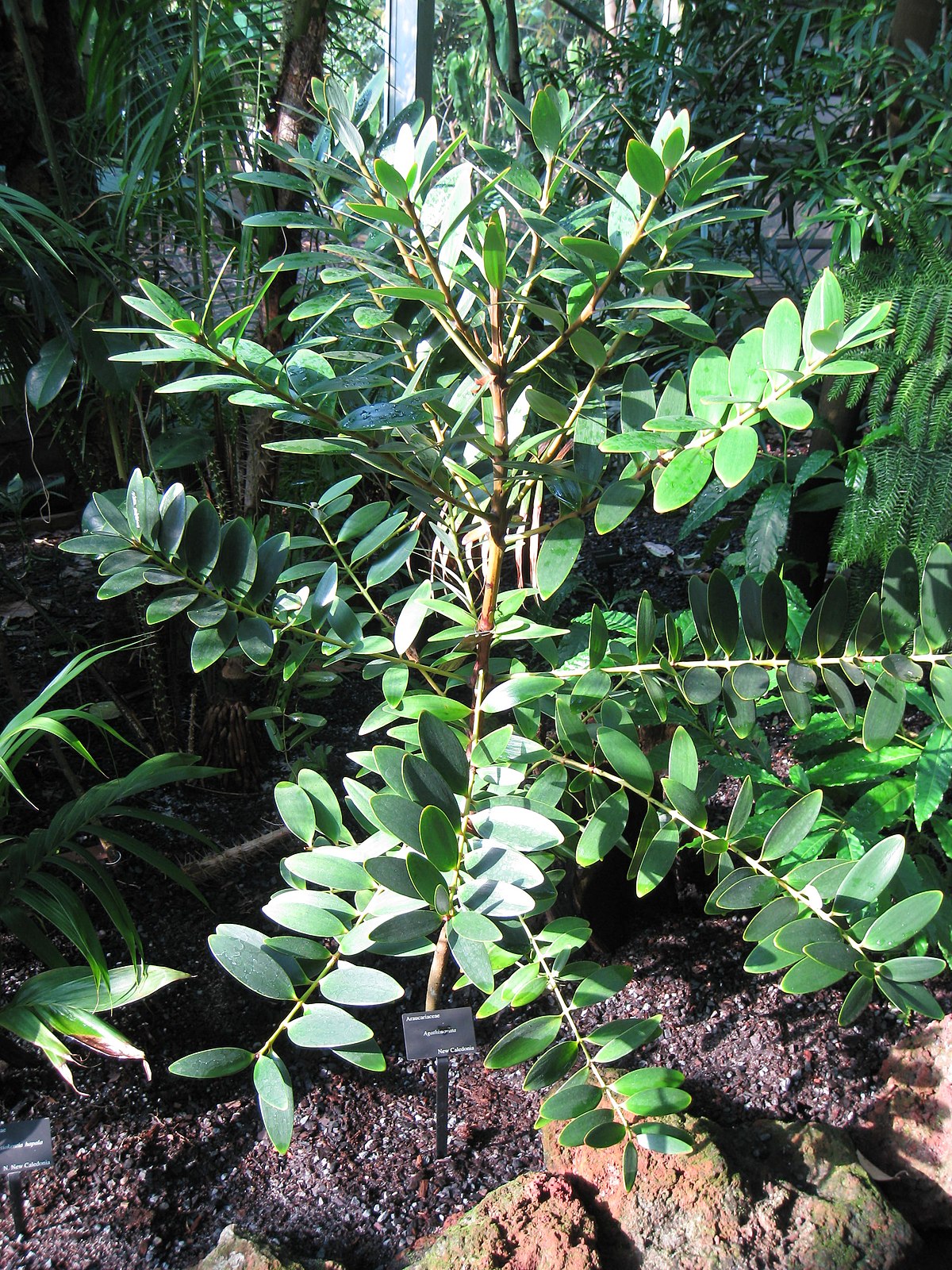 Agathis ovata