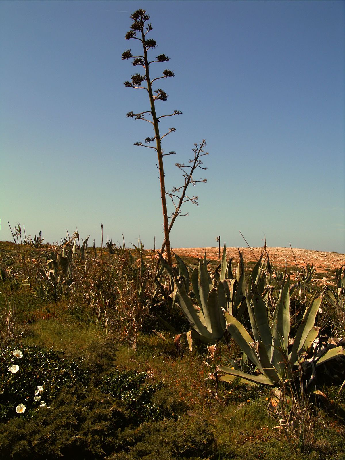 Agave américain
