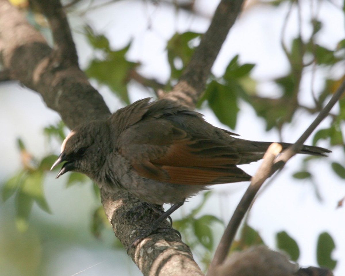 Vacher à ailes baies