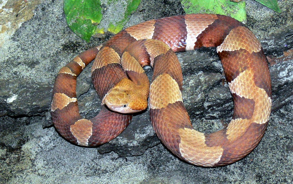 Agkistrodon contortrix