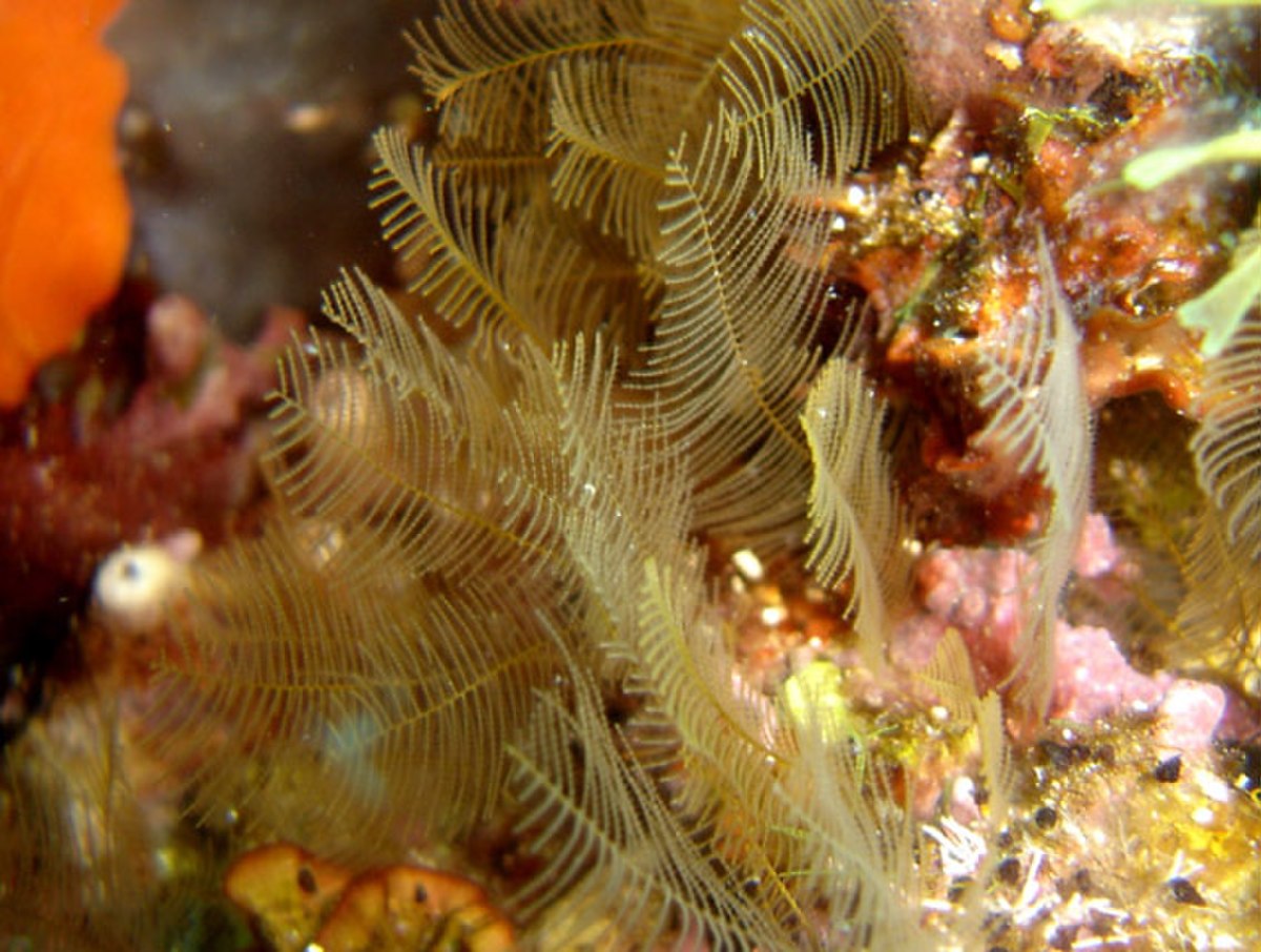 Hydrozoa