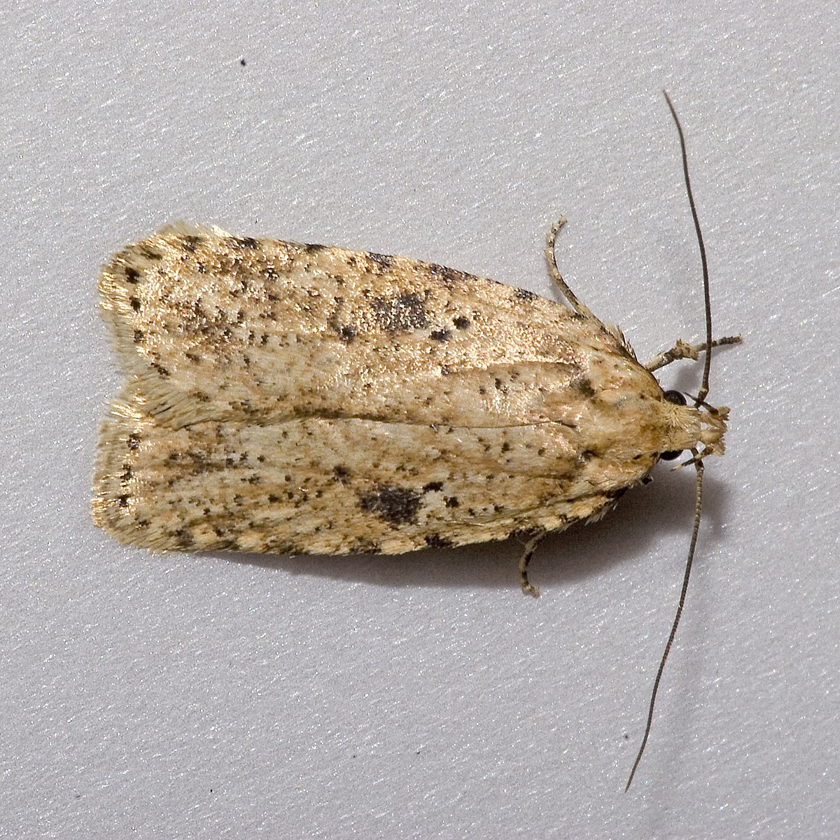 Depressariidae