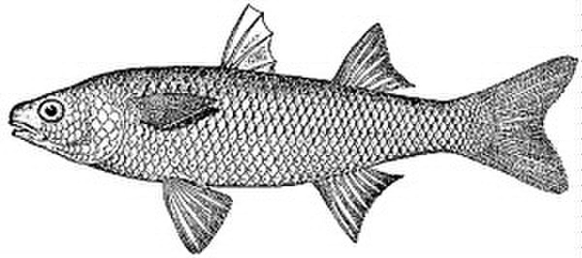 Mulet (poisson)
