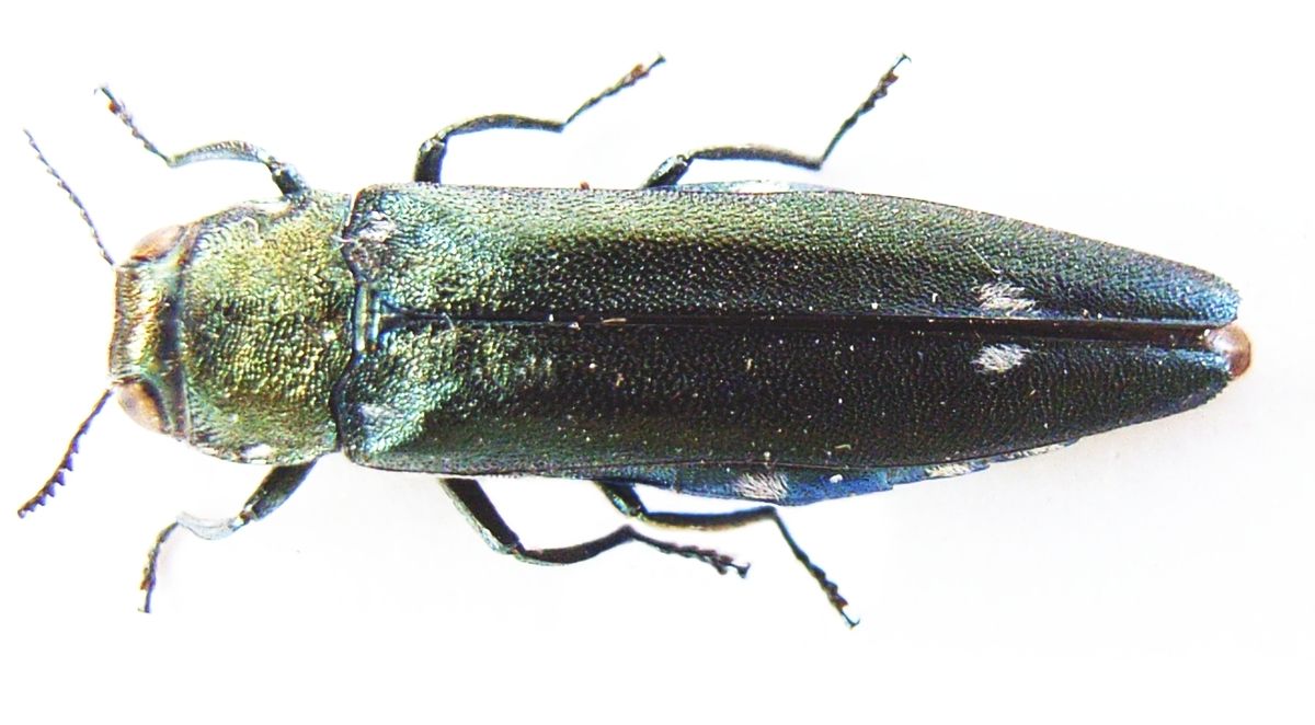 Agrilus