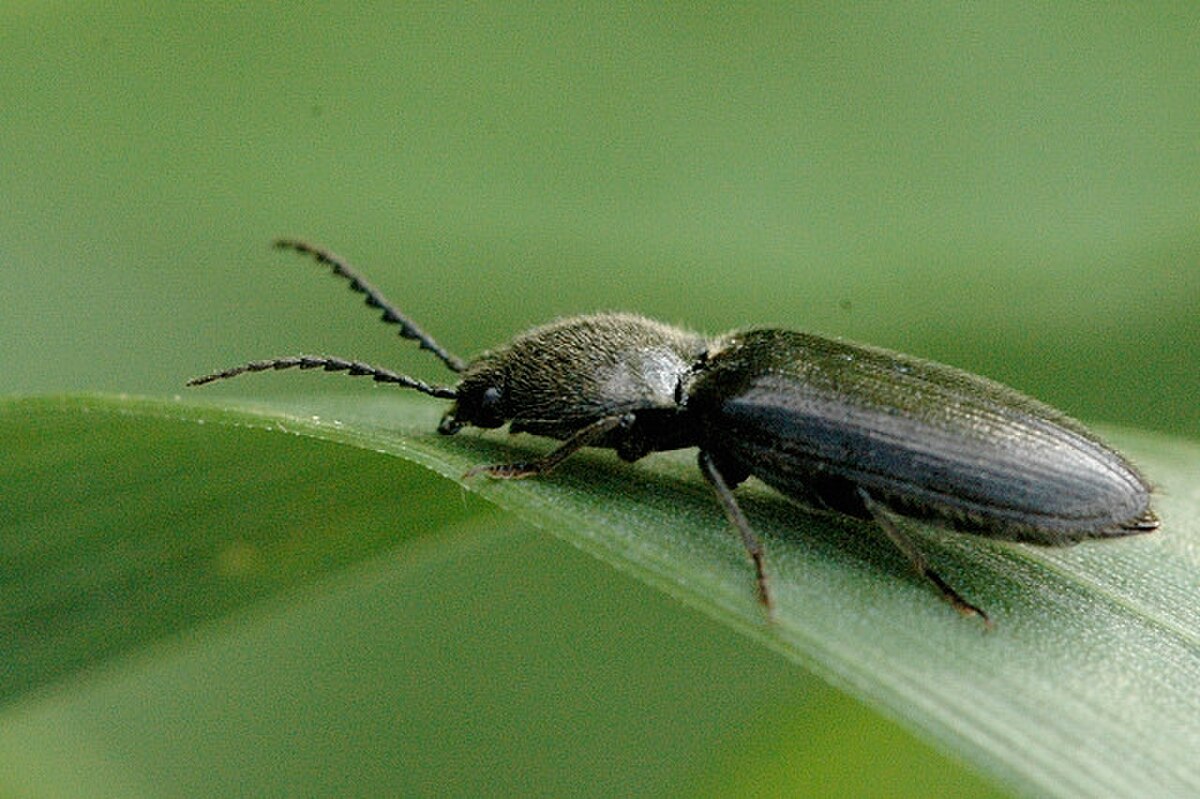 Agriotes