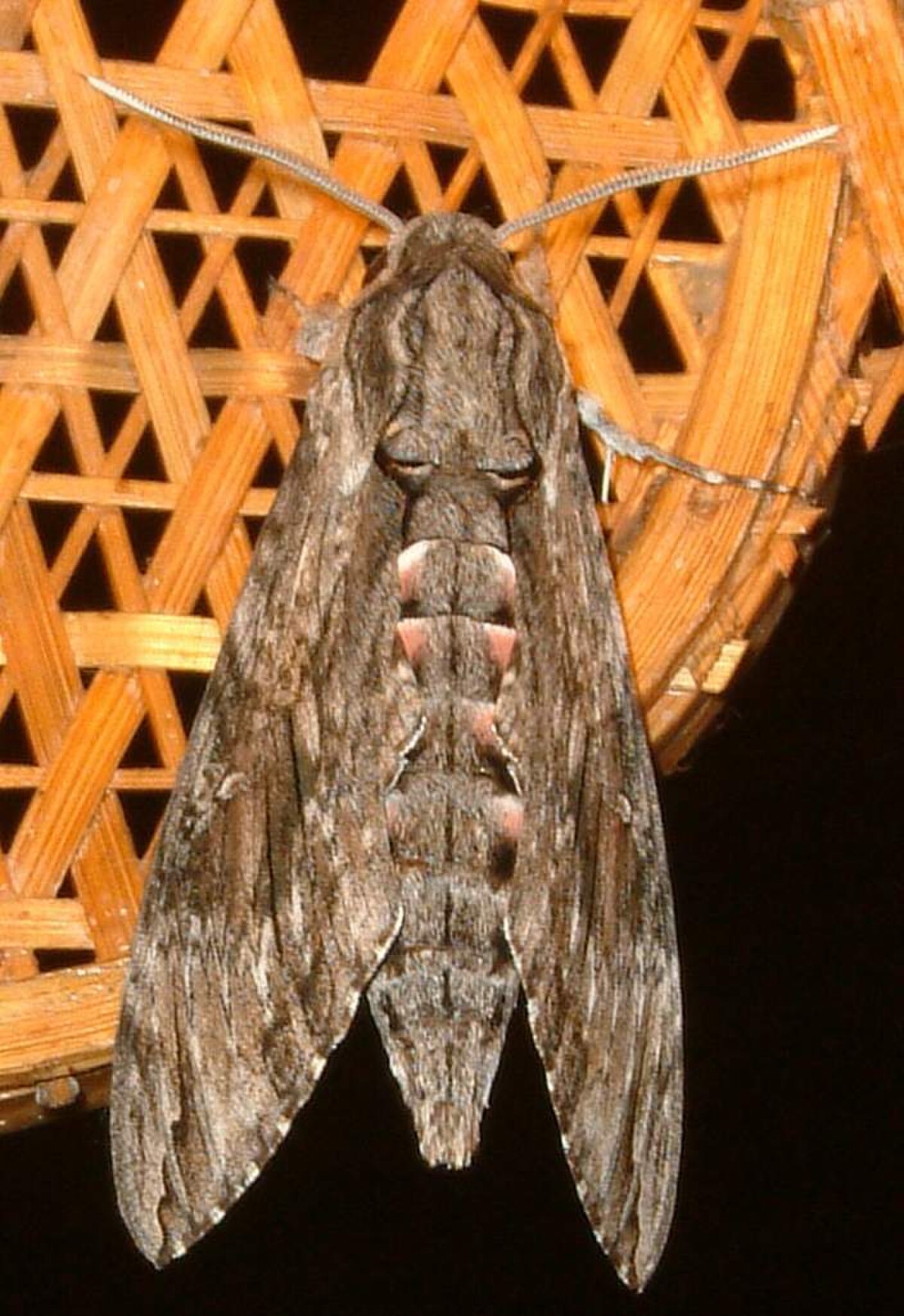 Sphinginae