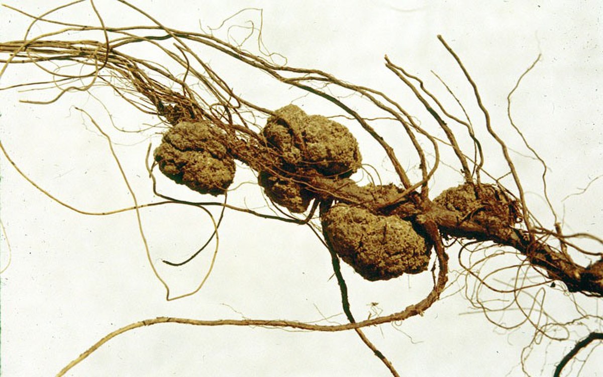 Agrobacterium