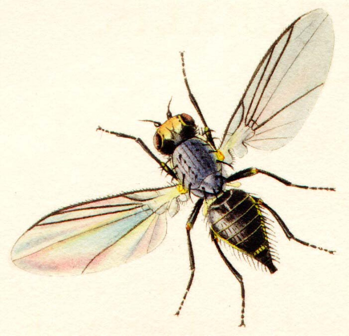 Agromyzidae