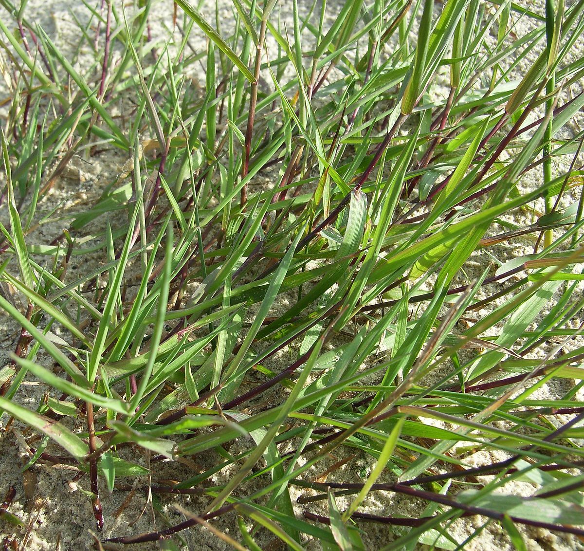 Agrostis