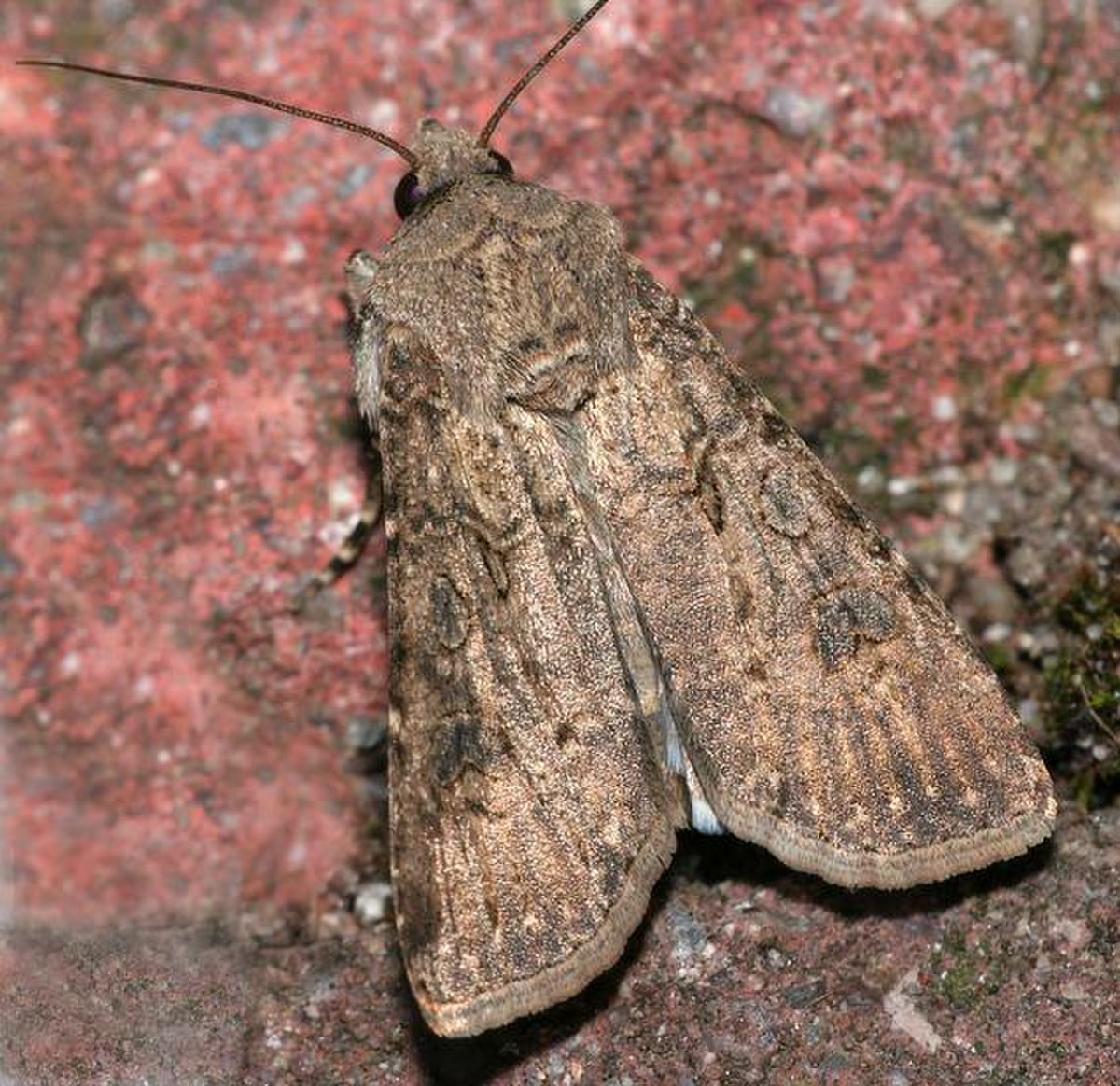 Noctuelle des moissons