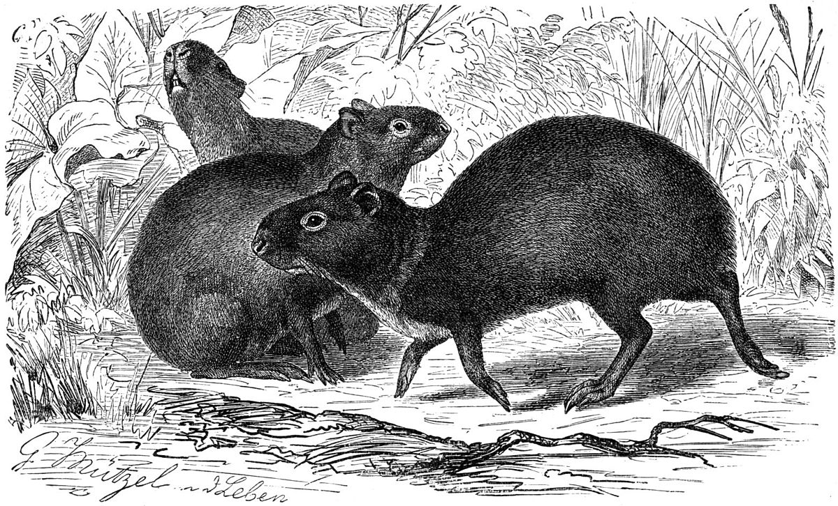 Dasyprocta
