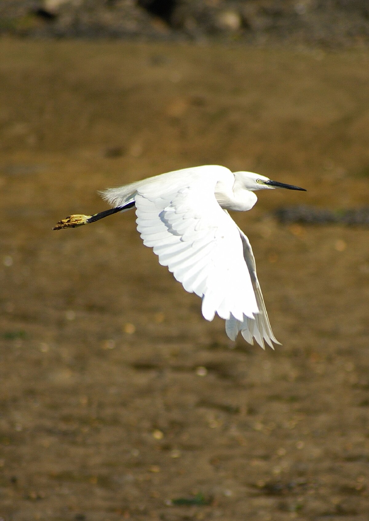 aigrette en vol