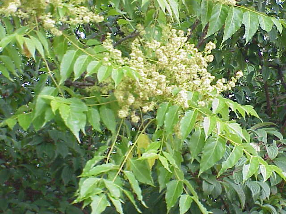 Simaroubaceae