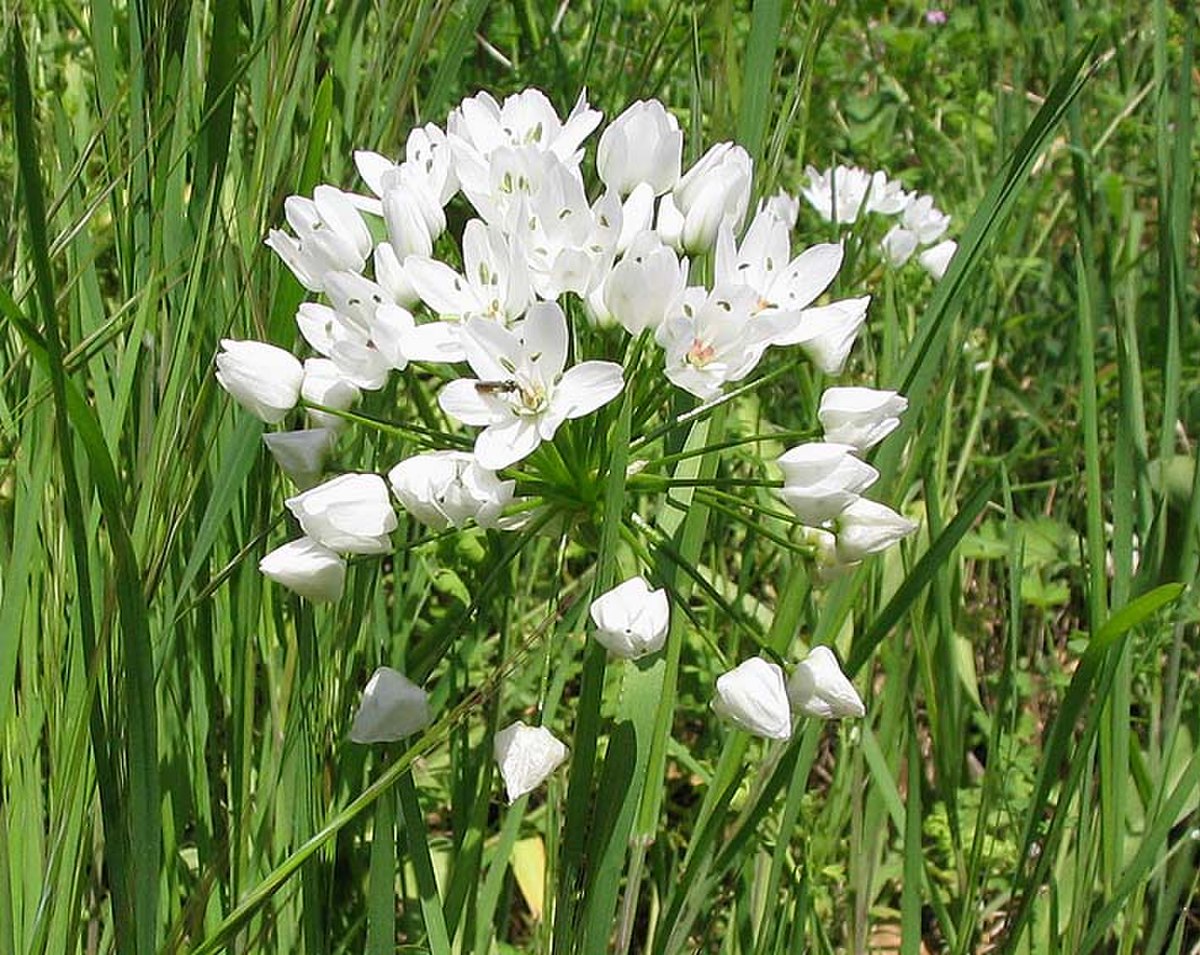 Ail blanc