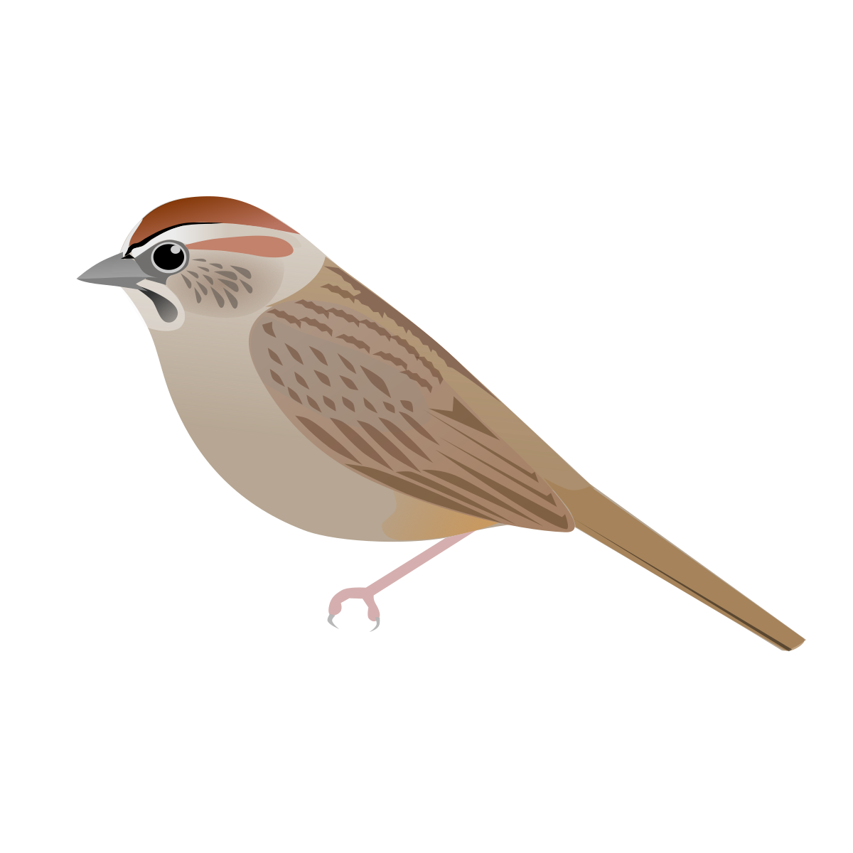 Aimophila