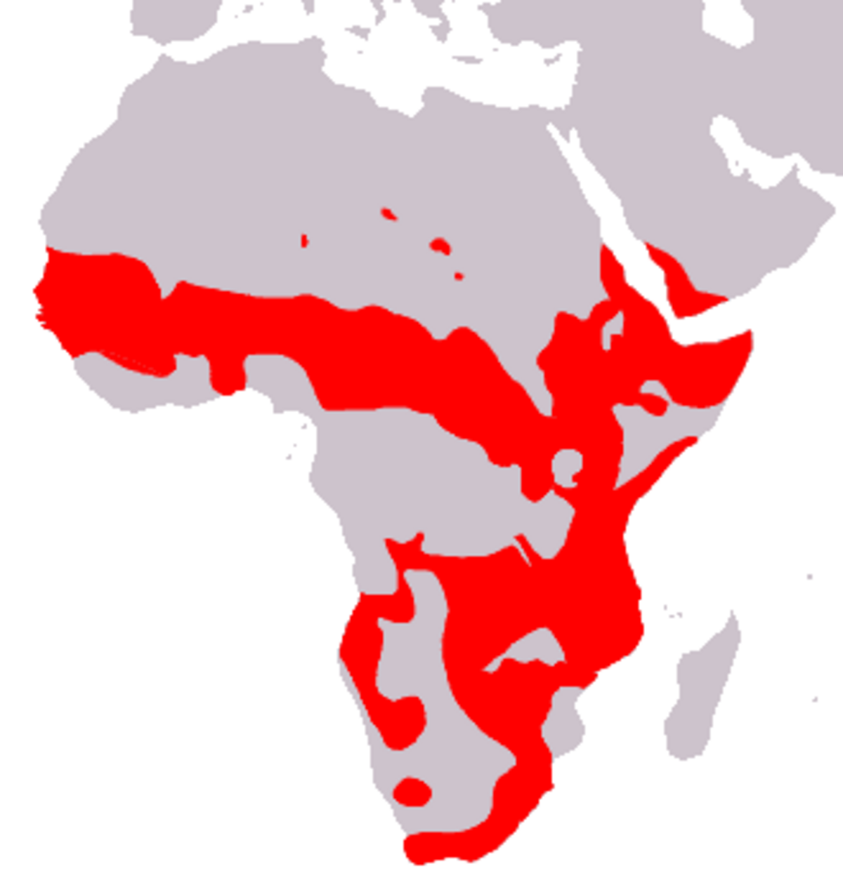 Aire-de-repartition-du-genre-Papio.png