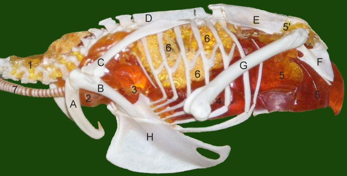 Anatomie des oiseaux