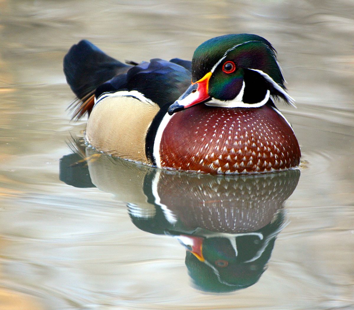 Canard branchu