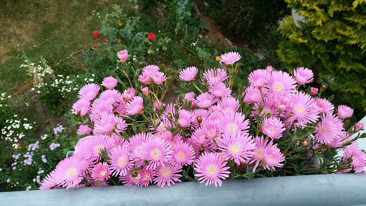 Aizoaceae.jpg