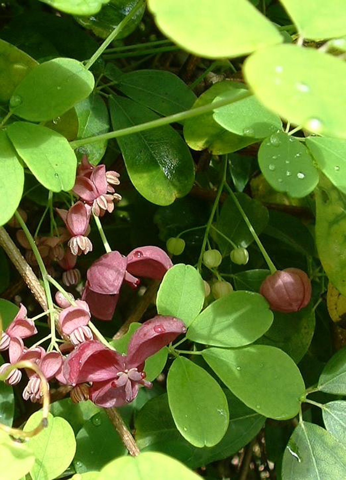 Akébie à cinq feuilles