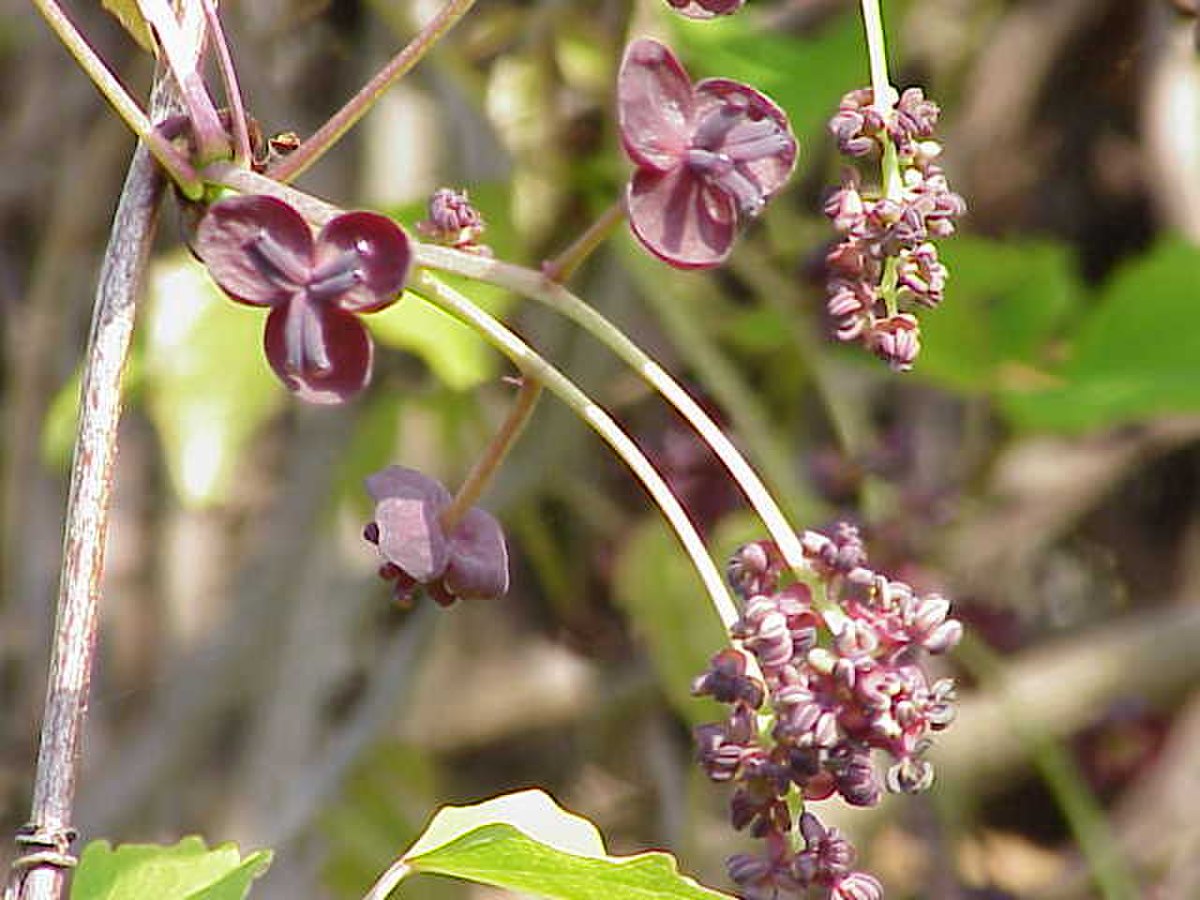 Lardizabalaceae