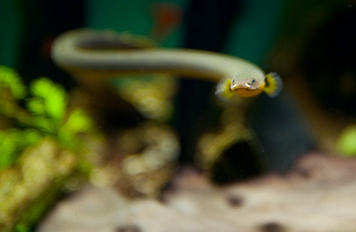 Erpetoichthys