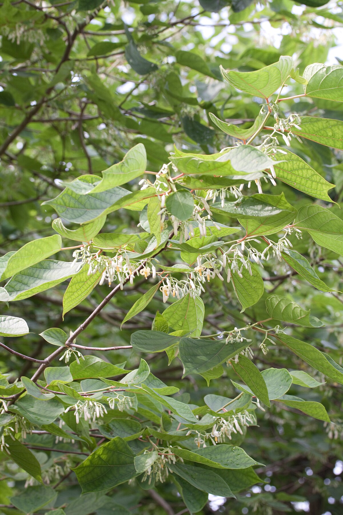 Alangium chinense