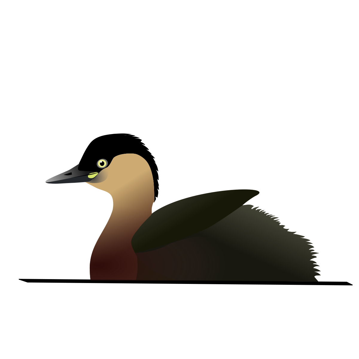 Grèbe roussâtre