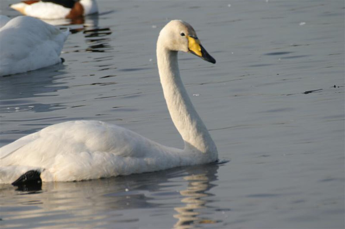 Cygne chanteur